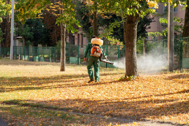 Best Wasp Removal Services  in Rhome, TX