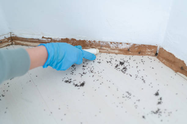 Best Bed Bug Extermination  in Rhome, TX